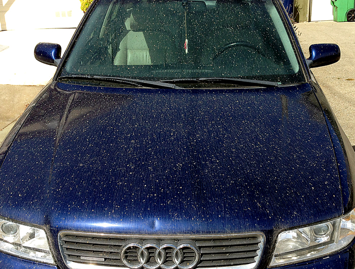 How To Get Bee Poop Off Your Car at Jamie Welty blog